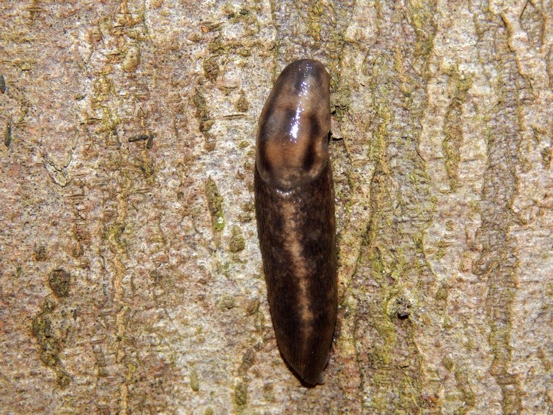 Lehmannia marginata da Pontevecchio Magenta Parco del Ticino (MI)